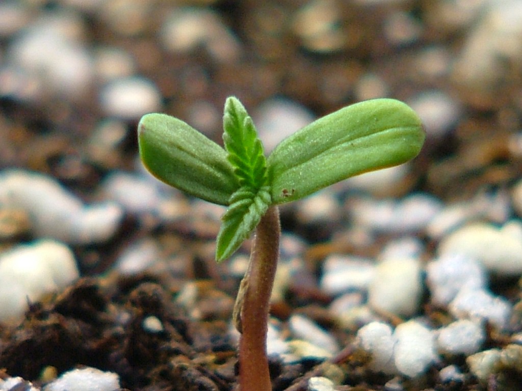 seedling