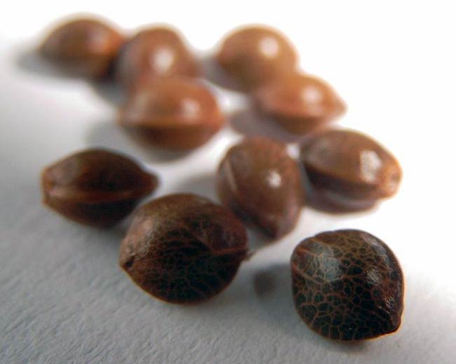 shiny-and-smooth-marijuana-seeds-closeup