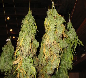 Drying_Cannabis