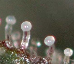 Melkachtige trichomes, tijd om te oogsten!