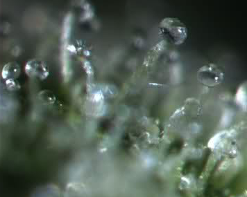 Heldere trichomes. Het is nog te vroeg om te oogsten.