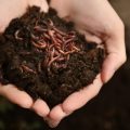 Kijk, zo geweldig is aarde voor wietplanten én voor ons!