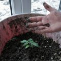 Wormen bij je wietplanten, is dat een goed idee?