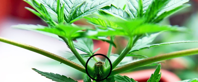 topping-marijuana-plant-weed-cannabis