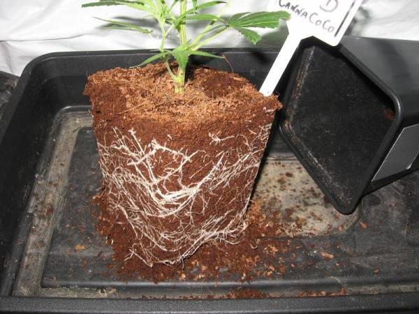 Canna_Coco_Roots_after_7_days