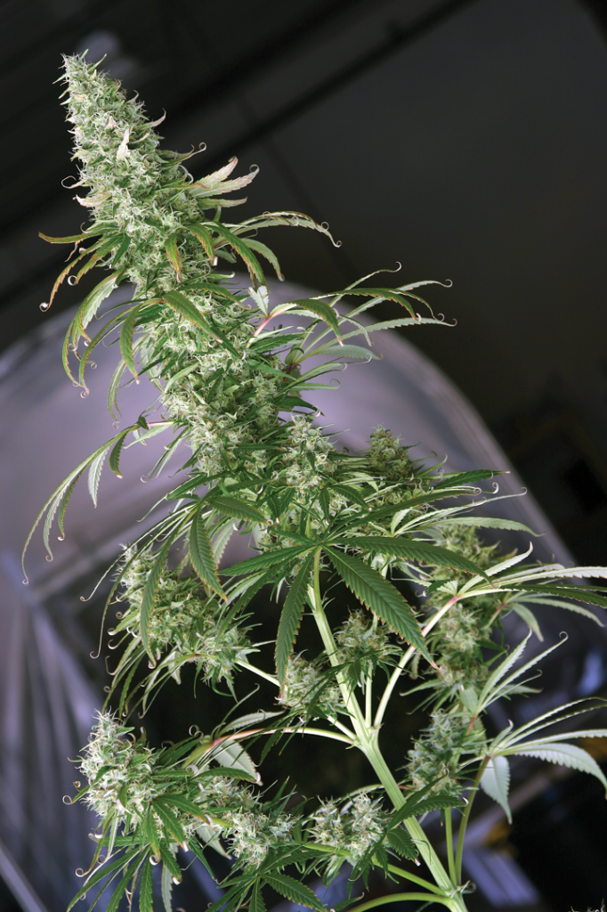 Hepa Haze, een soort van centennialseeds.com