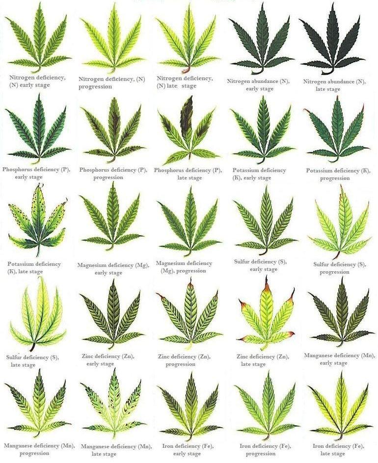 cannabis_tekorten