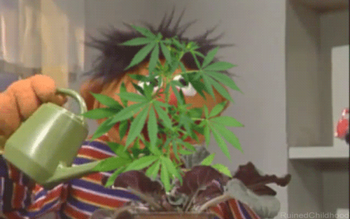 ernie-marijuana-gif