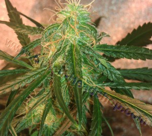 G_auto-northern-light-feminized-seeds-private-label-6-2
