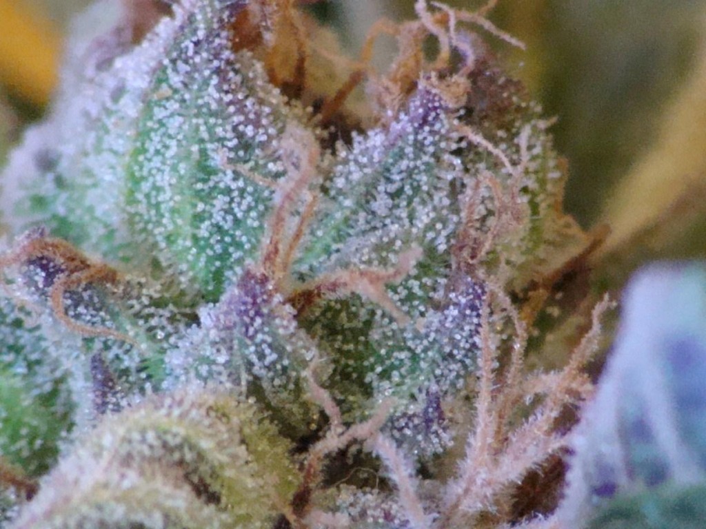 cannabis_img