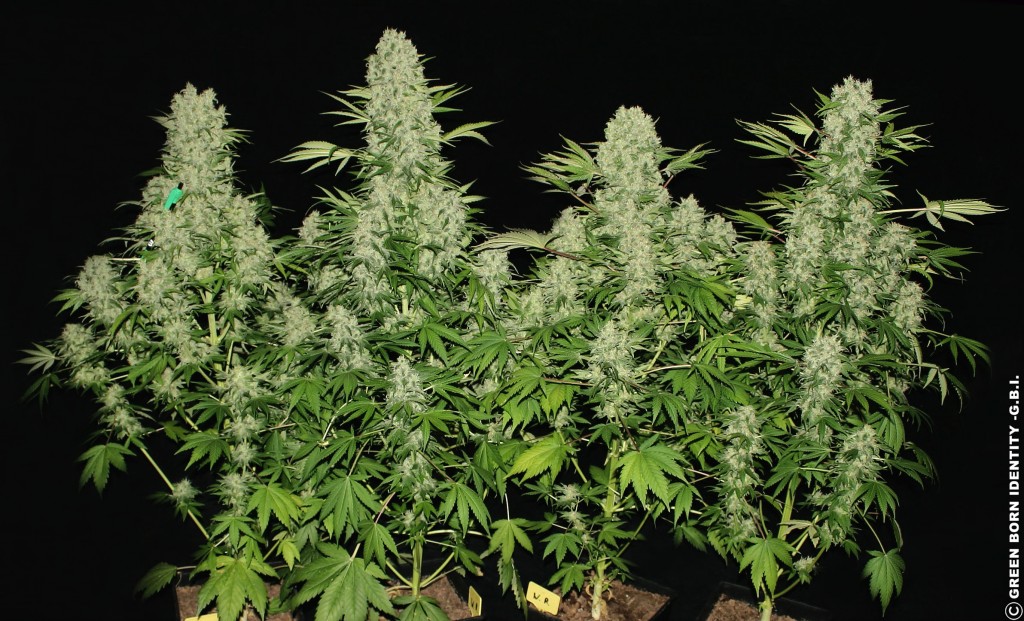 white_russian_4_plants_from_seed_60days