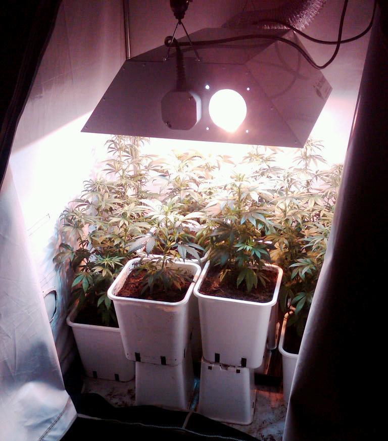 37483-ARCADIA Marijuana Grow 2-10-10