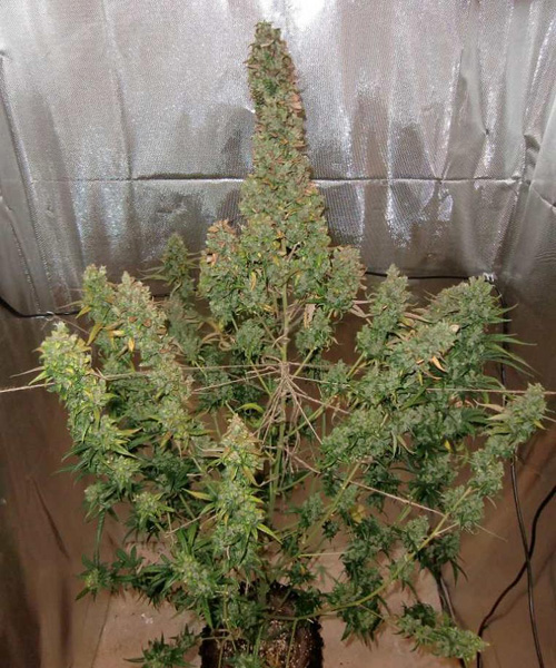 G_autoxtreme-autoflower-feminized-seeds-dutch-passion_4-1