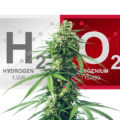 Dit kun je met waterstofperoxide (H2O2) voor wietplanten