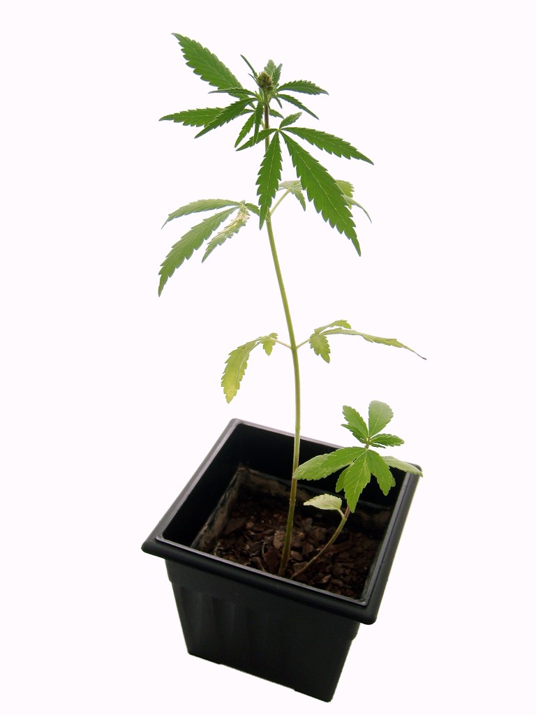 Een plantje als medicijn. Niet toegestaan anno 2014 in België 