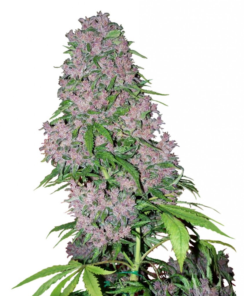 purple-bud-xl