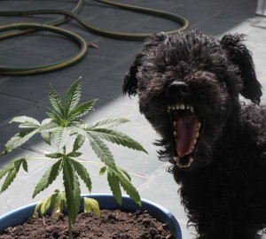 weed-dog