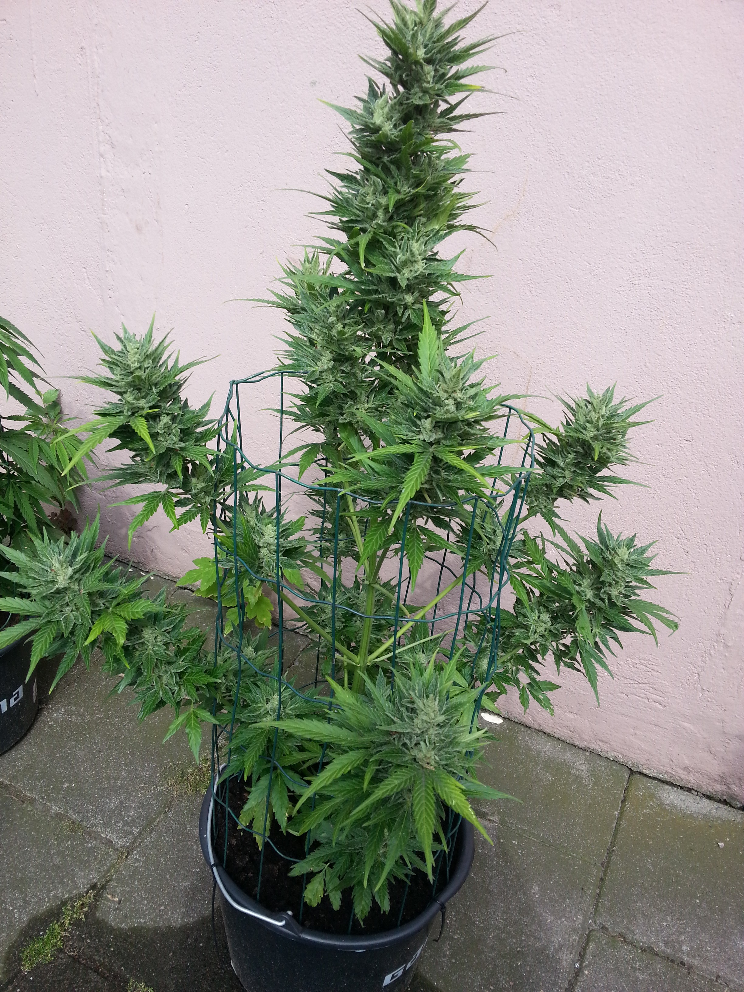 Autoflower met kooi constructie