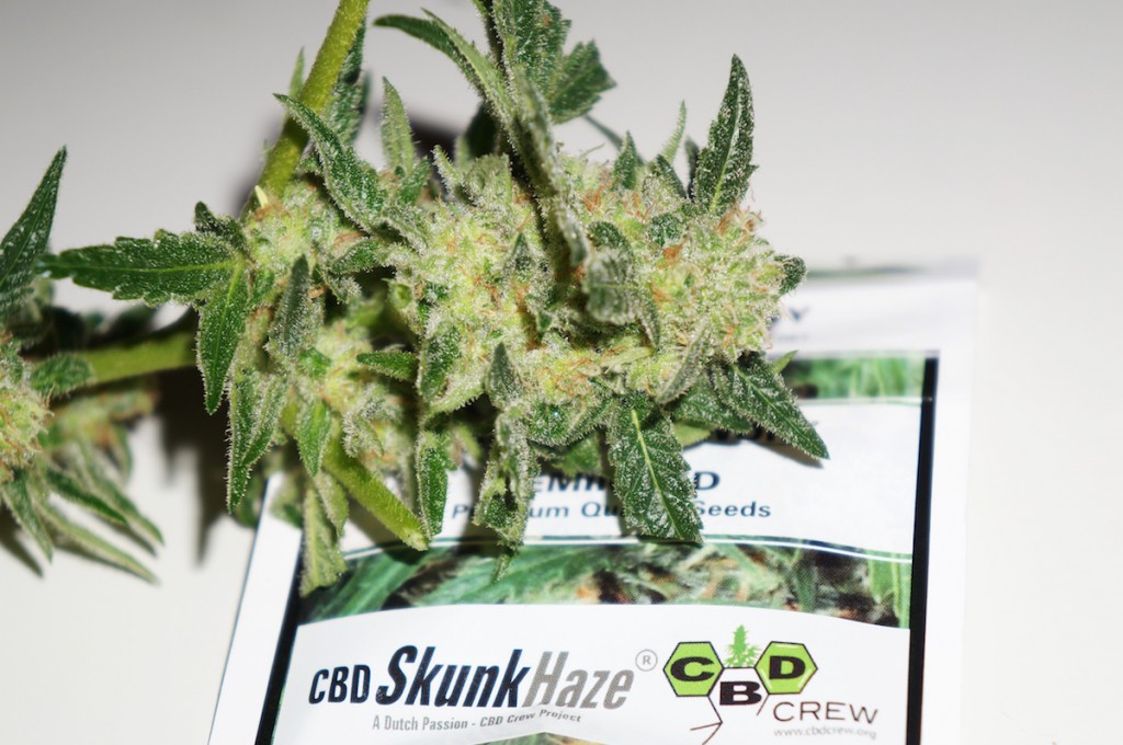 CBD SkunkHaze bud1