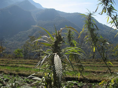De provincie Yunnan in het zuidwesten van China staat bekend om haar overvloed aan wilde cannabis en het culturele cannabisgebruik