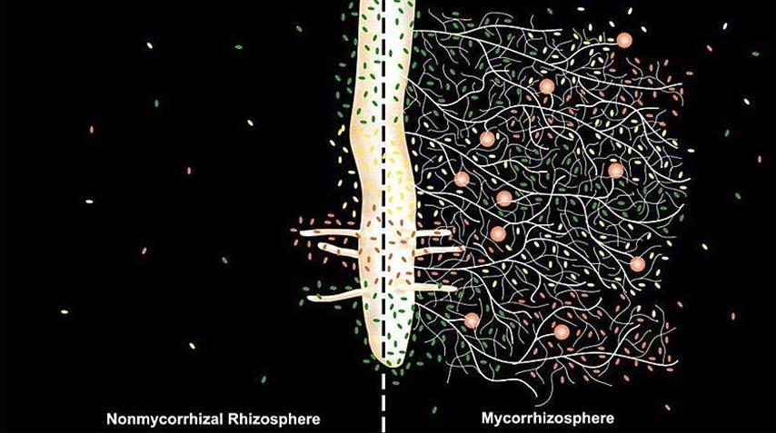 Mycorrhiza