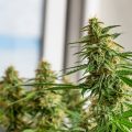 7 voordelen van autoflower wietzaden