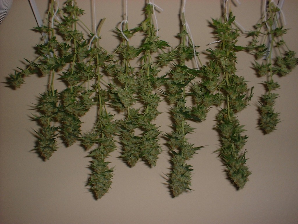 hang-drying-cannabis