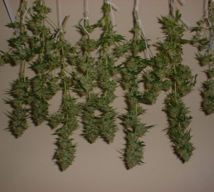 hang-drying-cannabis