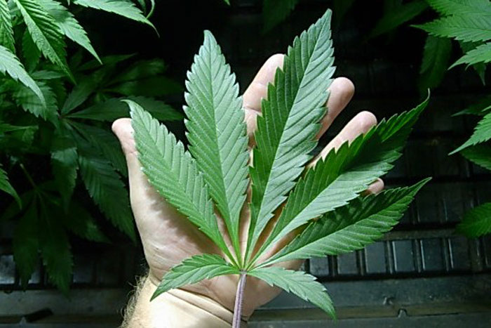photosynthesis-in-marijuana-plants-article