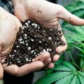 Wietplanten gemakkelijk voeden voor beginners