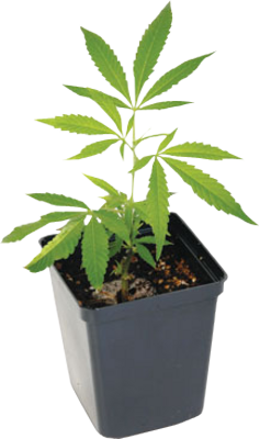 Marijuana-Plant-psd67904