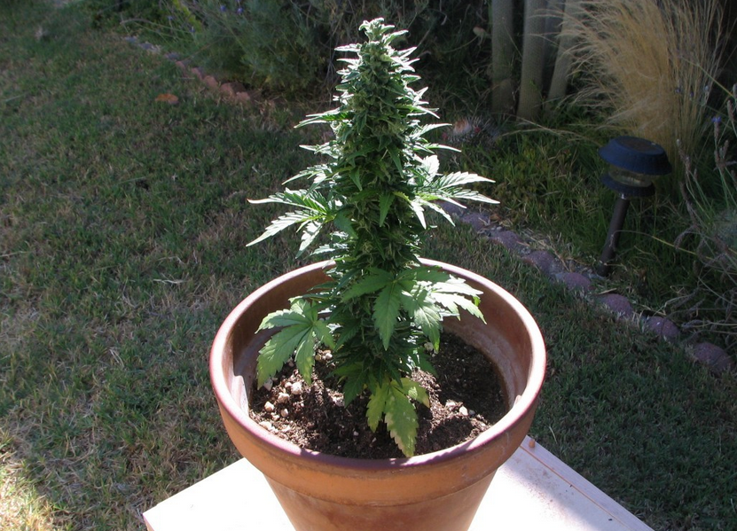 Cannabis Floraison Autoflower Graines Cultiver Pourquoi Graine Autoflo Exte...