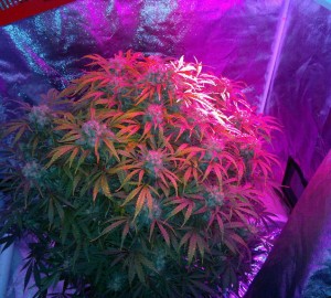 autoflower_led