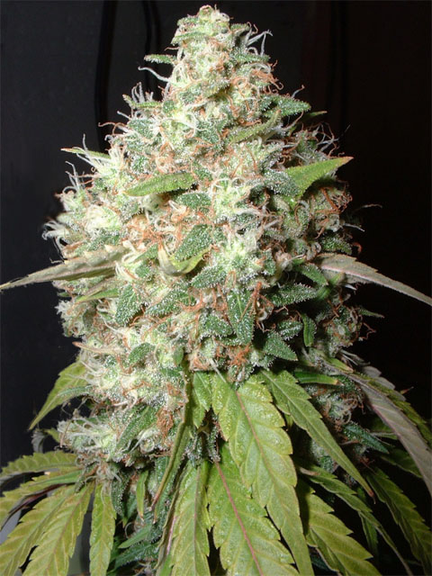 bubble_cheese_seeds