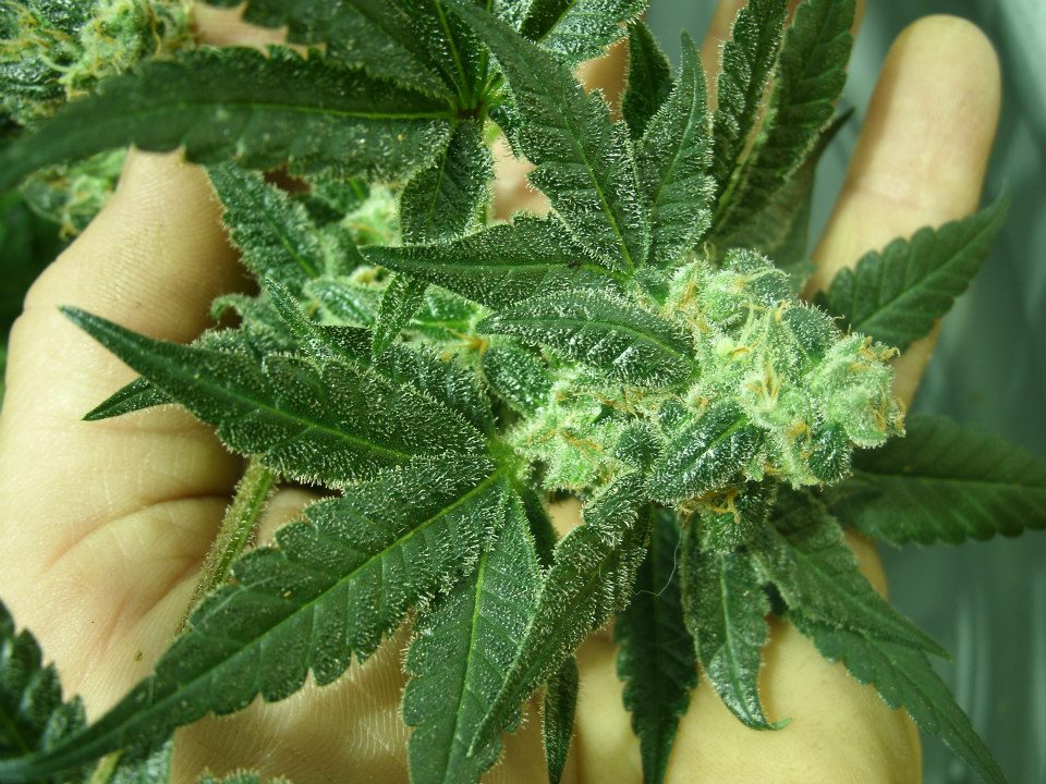 cannabis strain