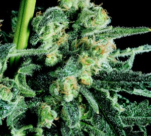 sensi skunk_rolling stoned