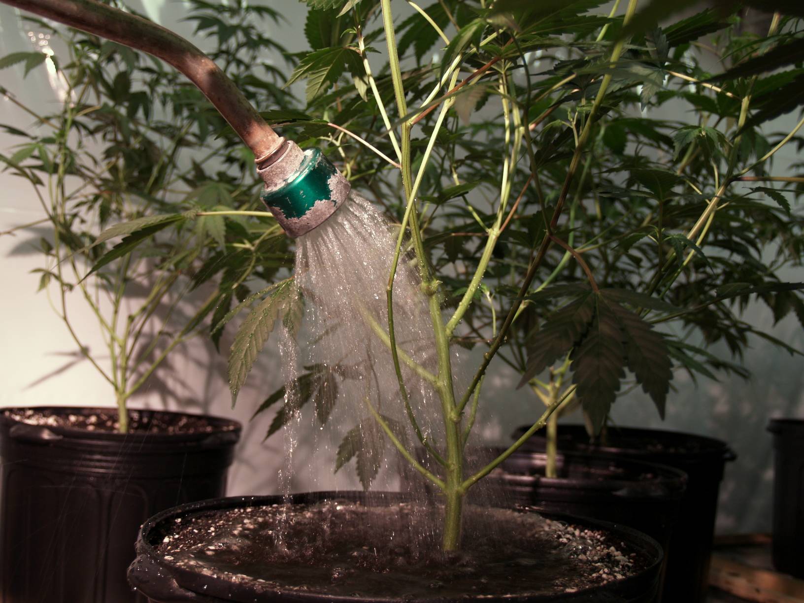 Сколько раз в неделю поливать марихуану агрофирма семена