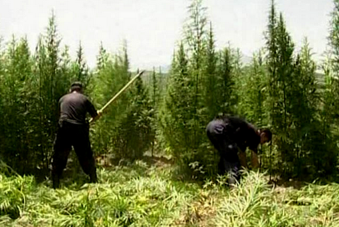 Dit zien we dus niet meer in Albanië, hardwerkende wietboeren aan het oogsten...