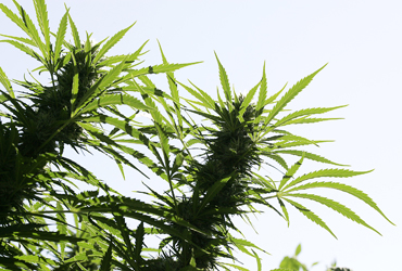 Crane Carter and Medicinal Marijuana