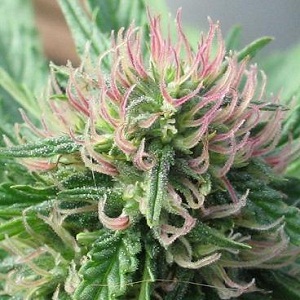 marijuanaflower