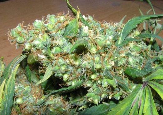 seeds