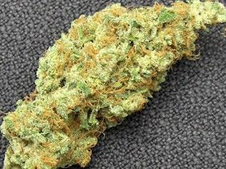 white-russian-marijuana-strain-1