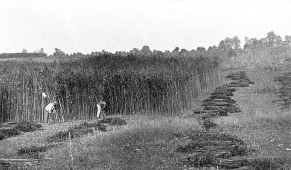 Hemp_Field_Harvest