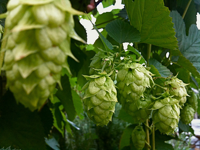 Hop - humulus lupulus - is al eeuwen het favoriete ingrediënt om smaak en bitterheid aan bier toe te voegen 