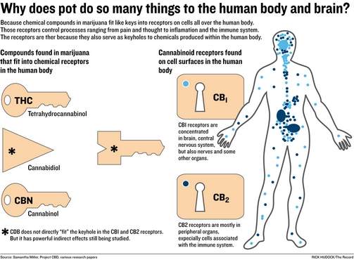 Schematische weergave van hoe cannabinoiden werken op het menselijk lichaam en brein