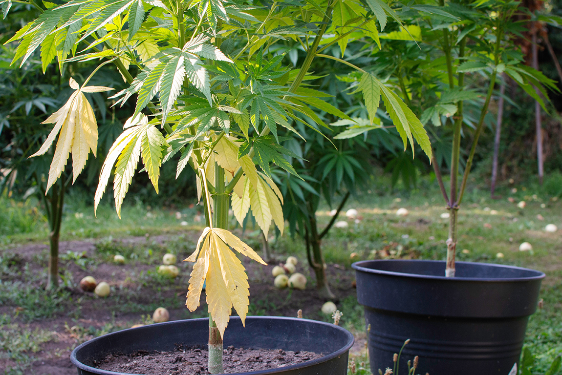 Stikstoftekort bij wietplanten