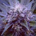 Purple Haze #1