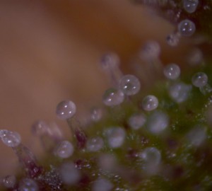 trichs2