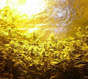 400W HPS