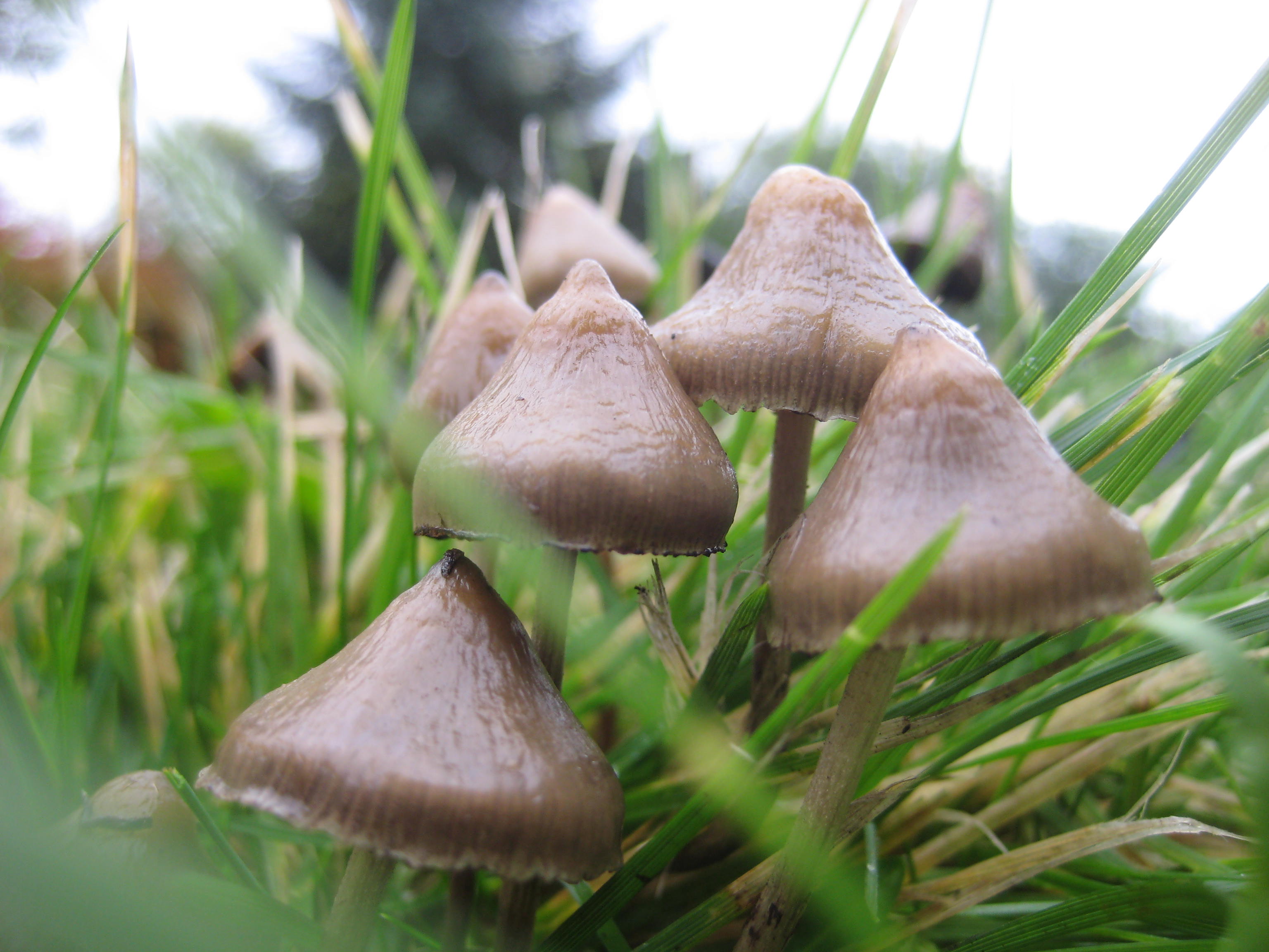 Men kan het niet nalaten om zich af te vragen naar wat voor paddenstoelen ze op zoek waren...